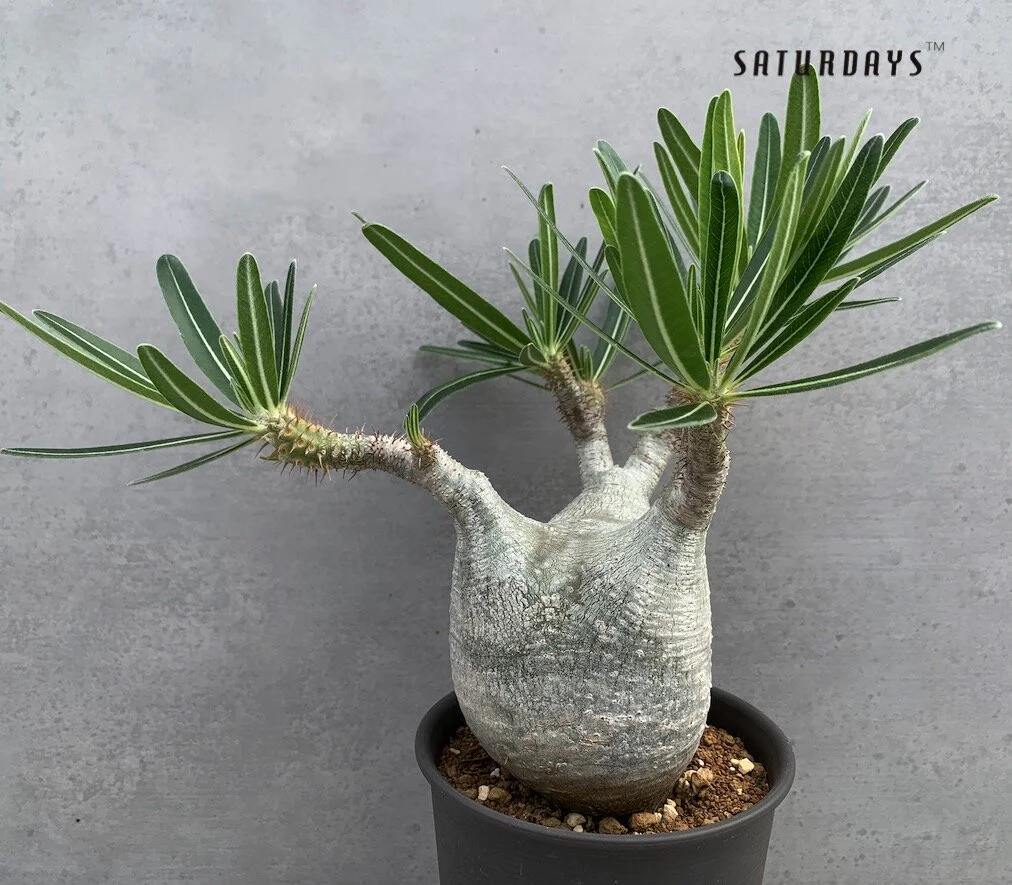 Pachypodium gracilius — SATURDAYS Succulents